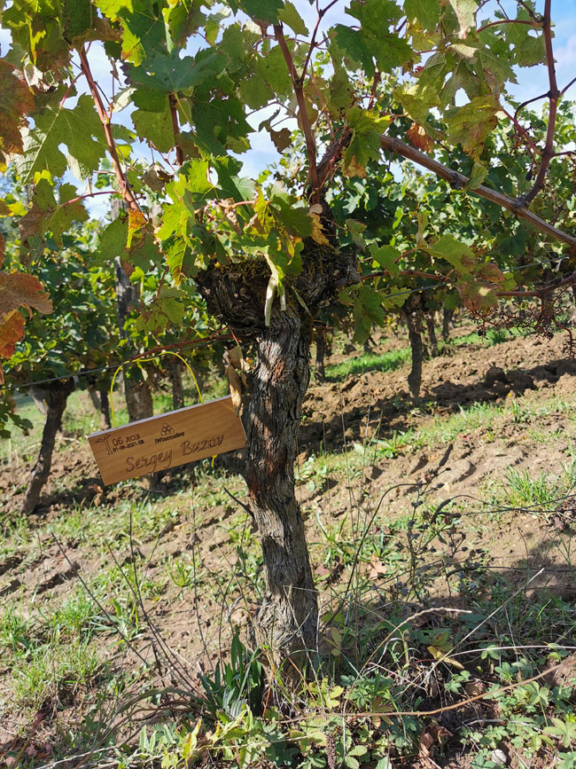 Виноградник на урожай